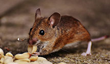 24 Hour & Emergency Exterminators in Millmont, PA